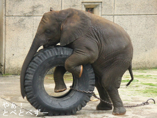 アフリカゾウ、アジアゾウ大好きブログ：やあ！とべとべずー
