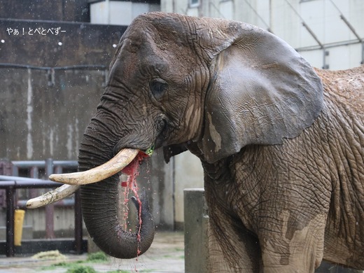 食いしん坊女王リカ母さん@とべ動物園