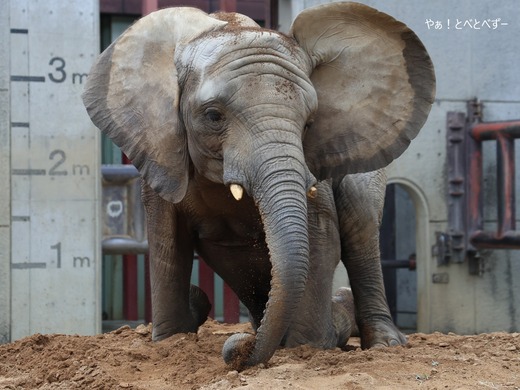 とべ動物園アフリカゾウ：砥愛ちゃん（メス、１２歳）