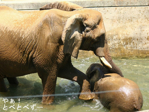とべ動物園アフリカゾウの親子：リカ母さんと砥愛ちゃん