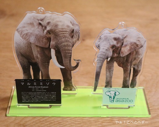 安佐動物公園マルミミゾウのクラファンの返礼品