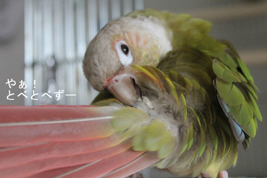 ウロコインコの『もみじ』さん：尾脂線