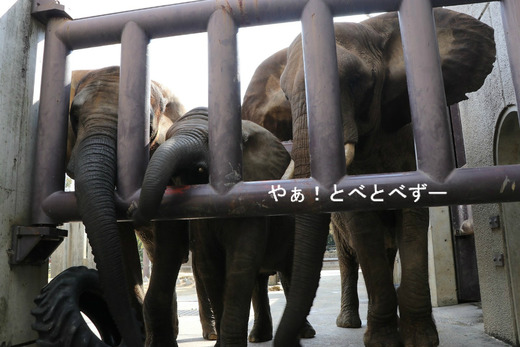 とべ動物園アフリカゾウ：アフ、リカ、媛、砥夢、砥愛
