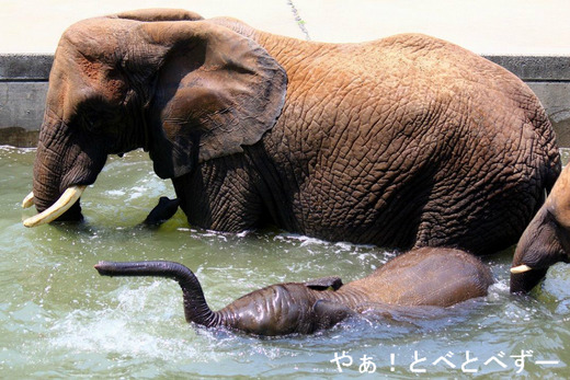 プールで泳ぐアフリカゾウの赤ちゃん