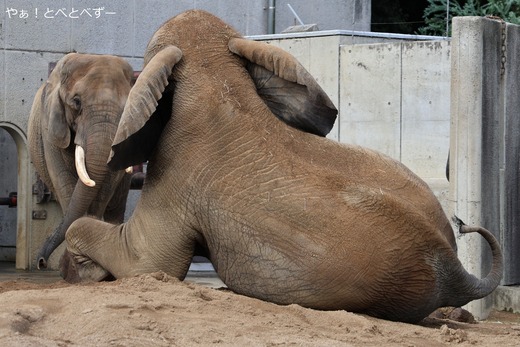アフリカゾウの親子:リカ母さん、長女の媛