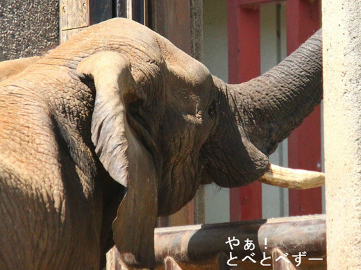 とべ動物園の開園時に南アフリカからやってきたアフとリカ