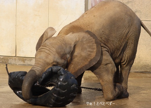 日本で最年少のアフリカゾウの子ゾウの砥愛：愛媛とべ動物園県立