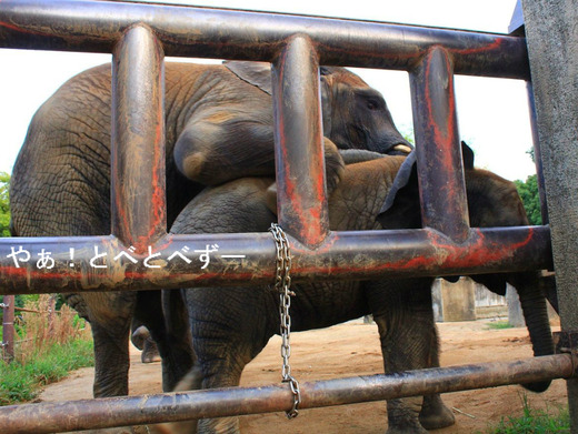 アフリカゾウの写真満載のブログ:やぁ!とべとべずー
