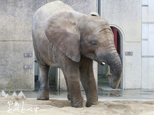 とべ動物園アフリカゾウのブログ：やぁ！とべとべずー