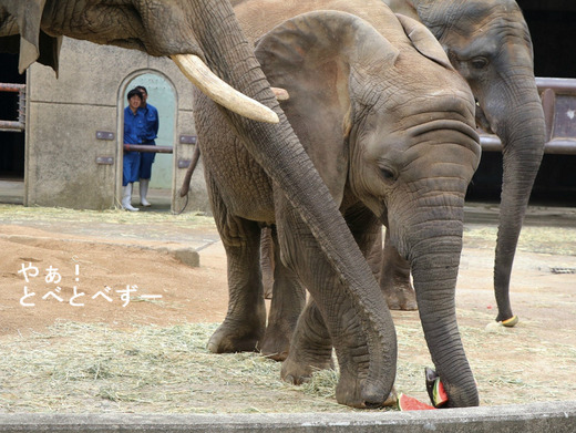 アフリカゾウ、アジアゾウ大好きブログ：やぁ！とべとべずー