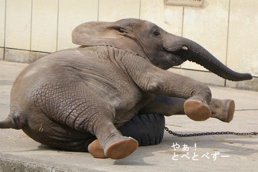 とべ動物園ブログ：やぁ！とべとべずー