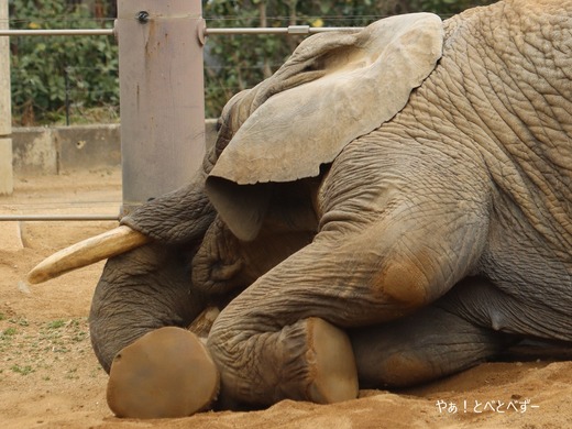 アフリカゾウの砂浴び、砂遊び：とべ動物園