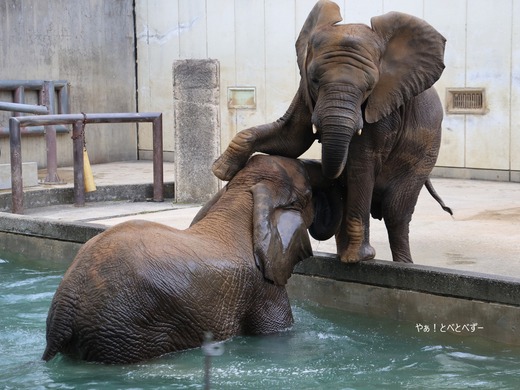 アフリカゾウ、マルミミゾウ大好きブログ:やぁ!とべとべずー