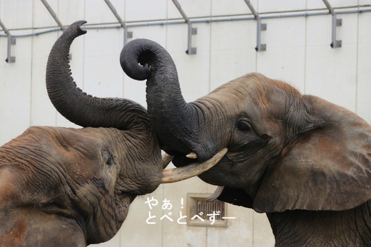 とべ動物園アフリカゾウのブログ：やぁ！とべとべずー