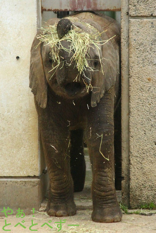 とべ動物園アフリカゾウの子象の砥愛(2013.6.1生まれ)