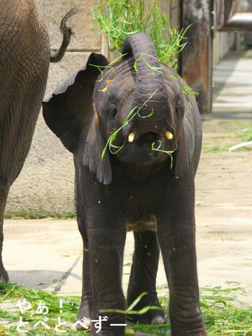 とべ動物園アフリカゾウの砥愛ちゃん