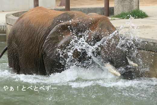 とべ動物園ブログ：ゾウ、ホッキョクグマ、ライオン、サーバル