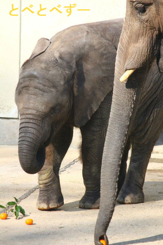 とべ動物園ブログ:アフリカゾウ、白クマ・ピース、レッサーパンダ