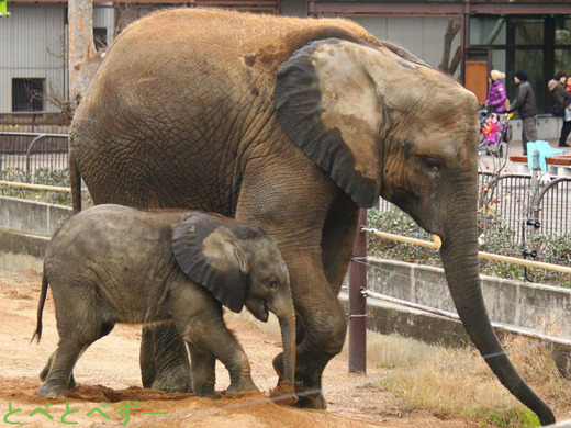 とべ動物園アフリカゾウの砥愛ちゃん、媛ちゃん