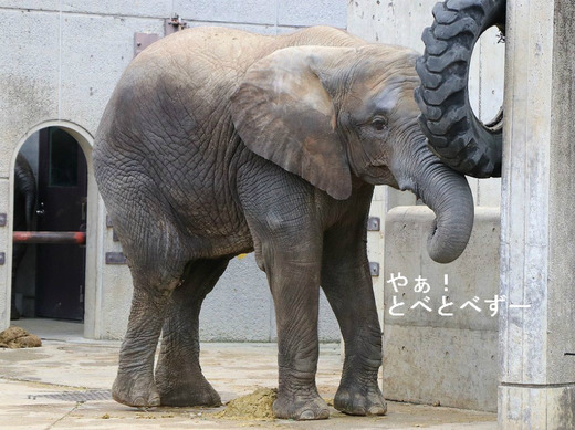 とべ動物園アフリカゾウ