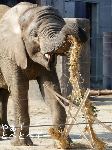 とべ動物園アフリカゾウのブログ：やぁ！とべとべずー