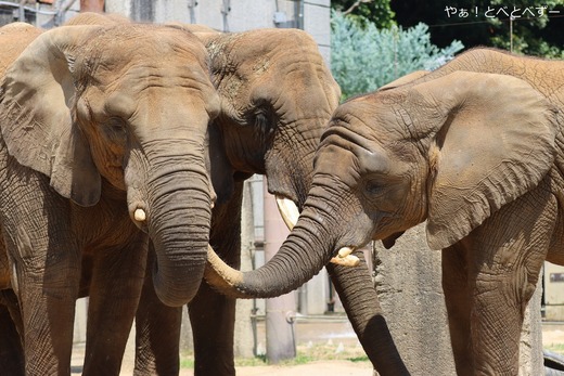 とべ動物園アフリカゾウ：アフ、リカ、媛、砥夢、砥愛