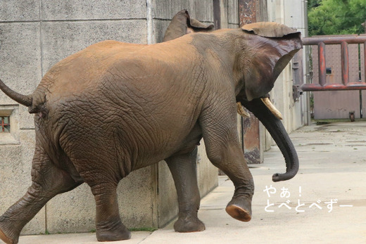 プールで興奮したアフリカゾウのお母さん象のリカさん