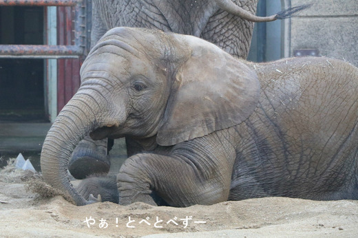 とべ動物園ブログ：アフリカゾウ、クロサイ、ピューマ、サーバル