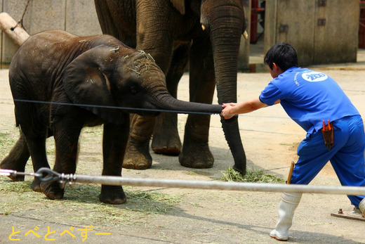 昨年とべ動物園（愛媛）で生まれたアフリカゾウの赤ちゃん