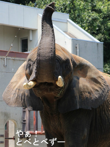 とべ動物園アフリカゾウ：リカ母さん