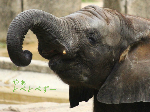 アフリカゾウの子象：砥愛ちゃん（２歳、メス）