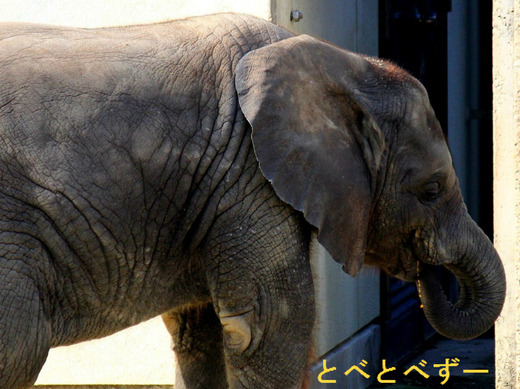 昨年生まれたアフリカゾウの子象:砥愛(とあ、2013.6.1生まれ)
