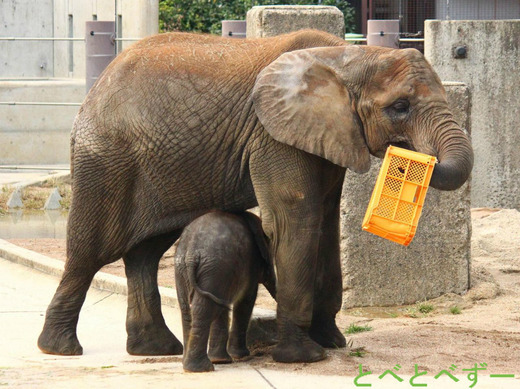 赤ちゃんゾウの砥愛（とあ）ちゃんと遊ぶお姉さんゾウの媛ちゃん