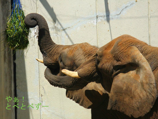 飼育動物の“幸福な暮らし”環境エンリッチメント