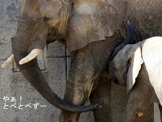 アフリカゾウの赤ちゃんは何歳までおっぱりを飲む？