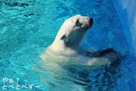 大プールで遊ぶ、しろくまピース