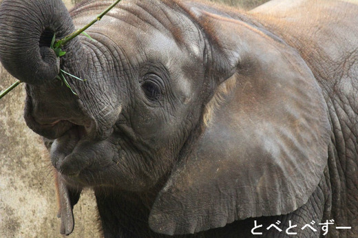 とべ動物園アフリカゾウのブログ:やぁ!とべとべずー