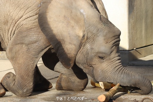 とべ動物園アフリカゾウ:アフ、リカ、媛、砥夢、砥愛