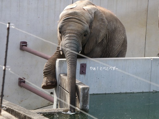 とべ動物園アフリカゾウ：アフ、リカ、媛、砥夢、砥愛