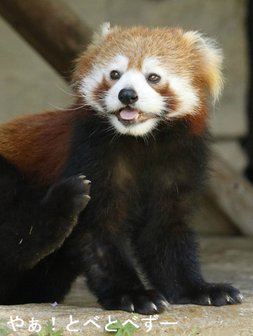 とべ動物園：レッサーパンダの砥々丸（ととまる）くん
