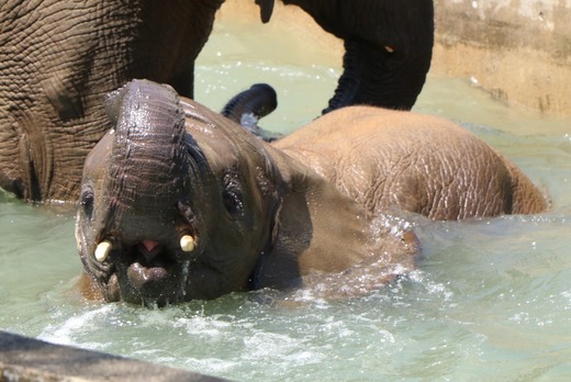 プールで遊ぶアフリカゾウが見られる愛媛県立とべ動物園