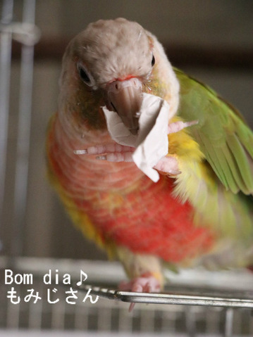 ウロコインコの飼い方:遊んで食べる手作りグッズ