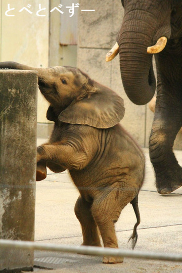 アフリカゾウ、アフリカゾウの赤ちゃんの写真満載のブログ