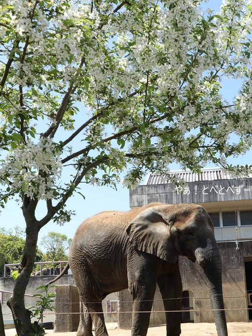 満開の姫リンゴの花とアフリカゾウの媛ちゃん