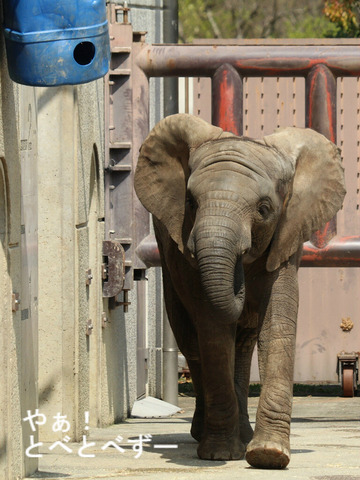 とべ動物園アフリカゾウ：砥愛ちゃん（メス、７歳）