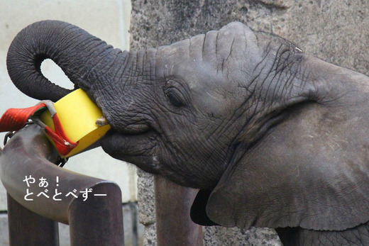 とべ動物園アフリカゾウのブログ：やあ！とべとべずー