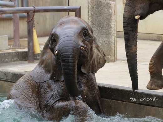 とべ動物園ブログ:やぁ!とべとべずー