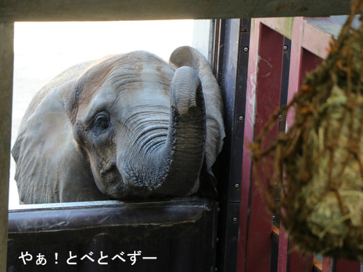 とべ動物園アフリカゾウ:媛ちゃん(メス、13歳)