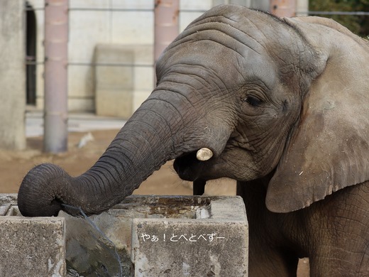 とべ動物園アフリカゾウ：アフ、リカ、媛、砥夢、砥愛