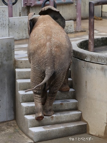 とべ動物園ブログ：やぁ！とべとべずー